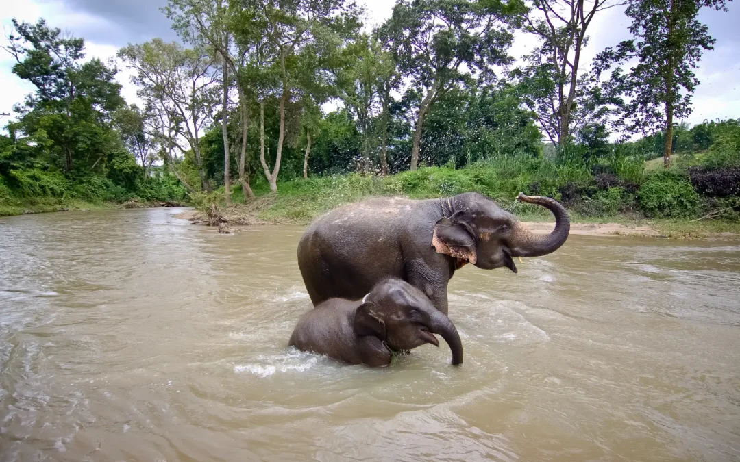 Éléphants en Thaïlande : toutes les questions avant de réserver