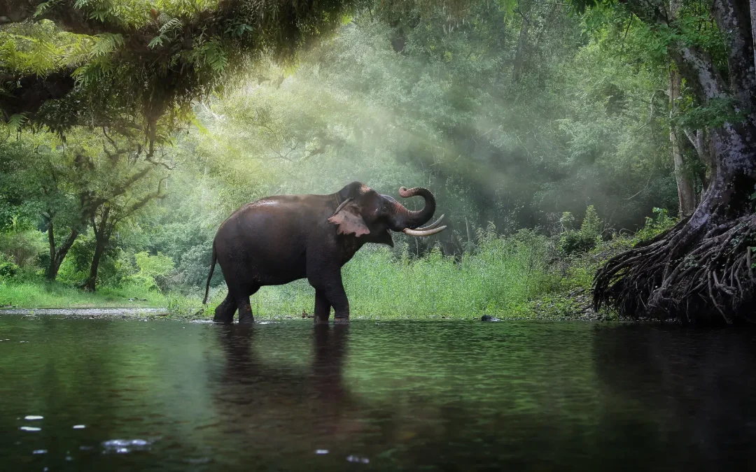 Sanctuaire éléphants Chiang Mai sans balade, éléphants en liberté dans une vallée