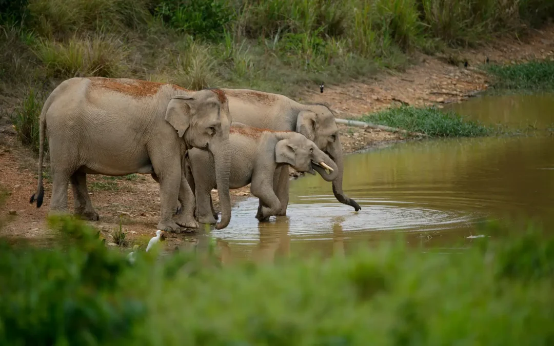Sanctuaire d&rsquo;éléphants éthique en Thaïlande : comment bien le choisir