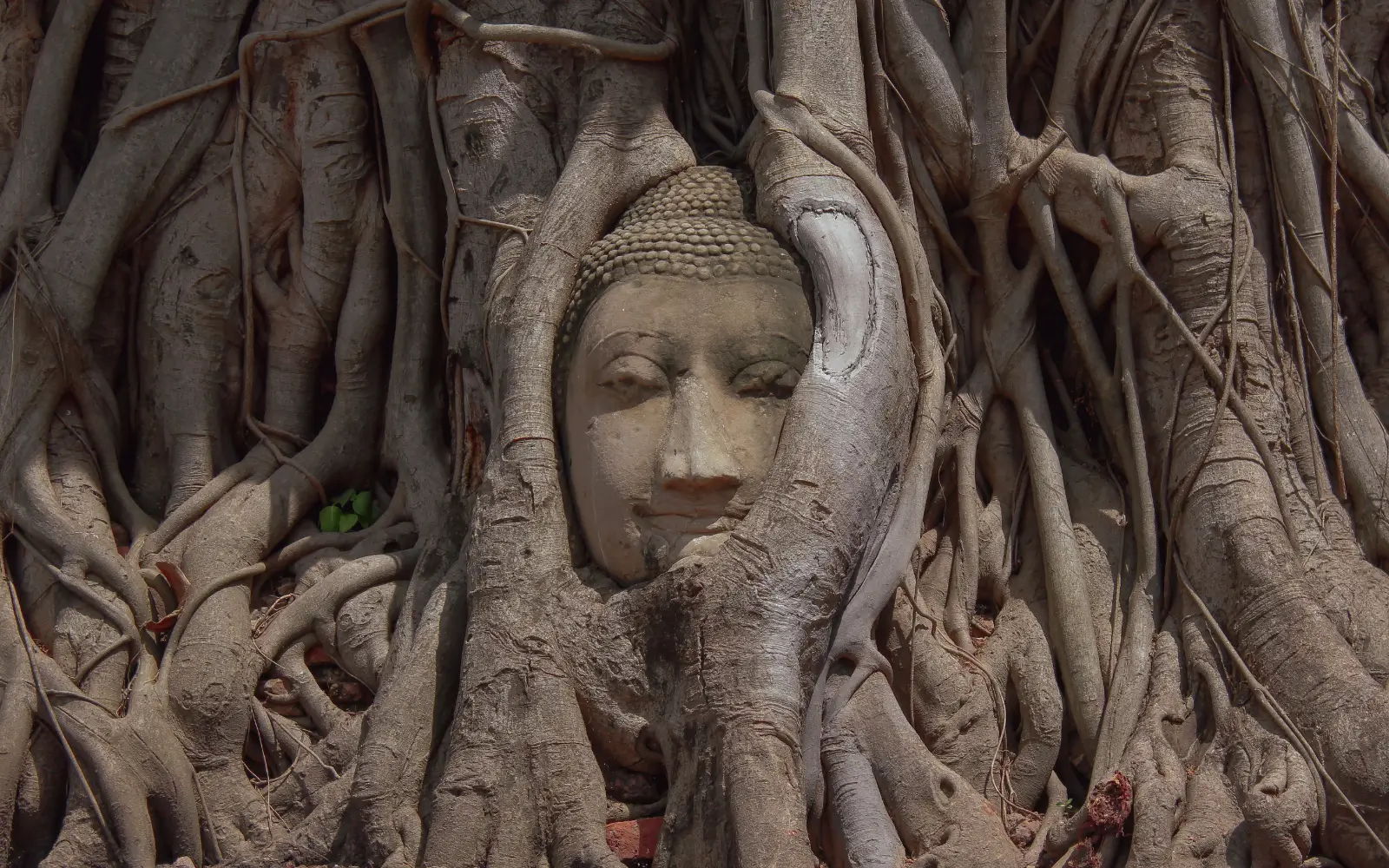 Wat Mahathat Ayutthaya : la tête de Bouddha dans les racines